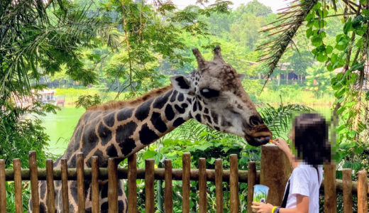 【2019年】シンガポール動物園のチケット種類と値段｜お得な割引情報あり♪