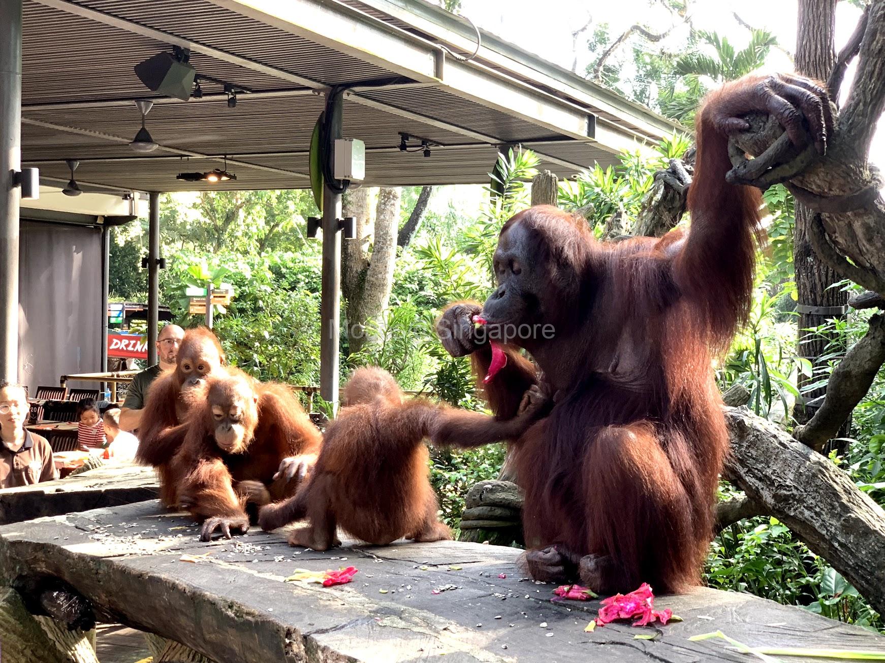 シンガポール動物園のオラウータン朝食レビュー お得な割引チケットも もこす シンガポール