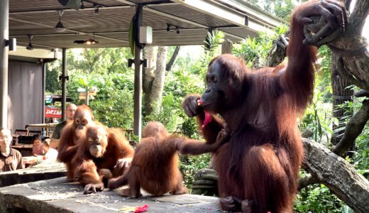 シンガポール動物園オラウータン朝食の予約方法を徹底解説